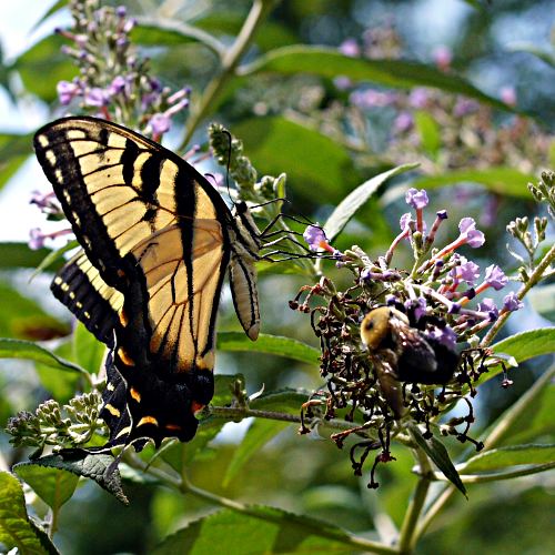 Eastern Swallowtail, male L1