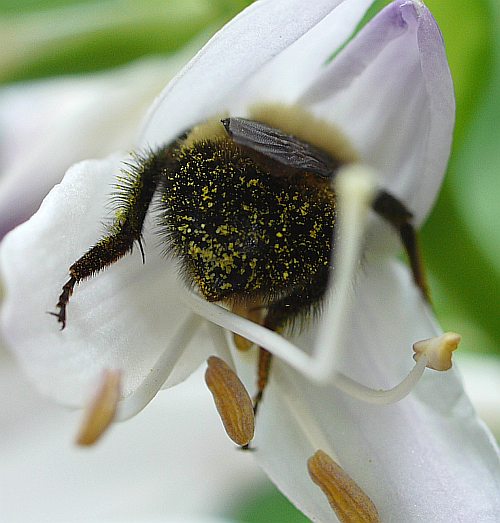 Backside of a bee