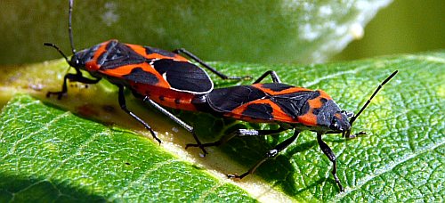 harlequin bugs doing the nasty