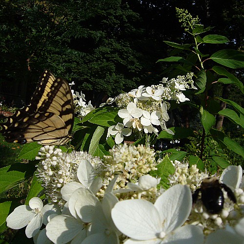 Bee and Butterfly - fx01 - from the daily commute