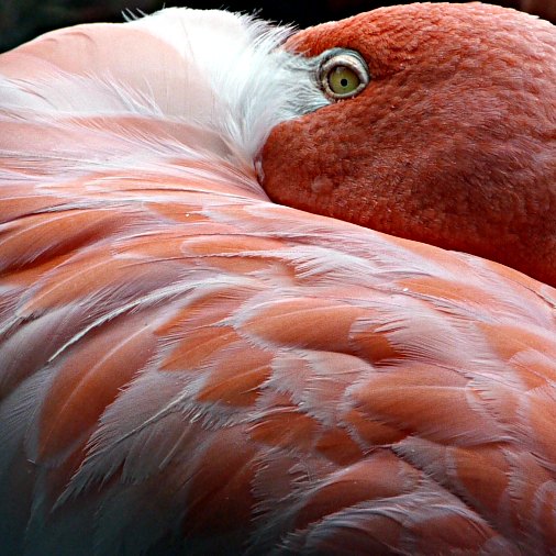flamingo - national zoo - L1 w/new lens