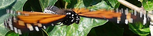 Flying Butterfly - L1 Oly macro lens