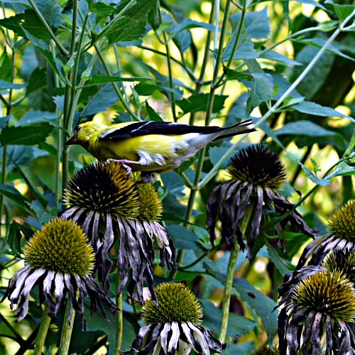 really dumb goldfinch in nature conservancy lot - L1 w/Oly Macro Lens