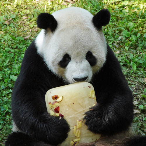 panda having a popsicle