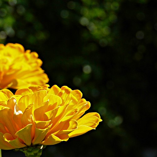 zinnia - L1 new lens