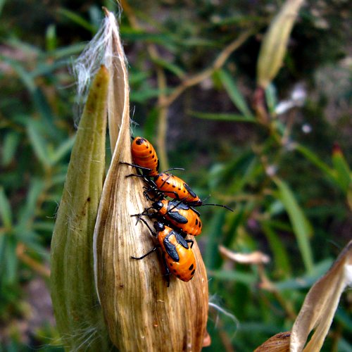 halloween bugs on butterfly weed - with old fx01