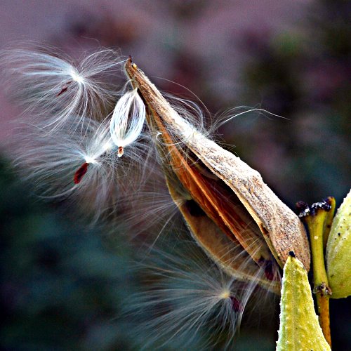 seed pod - nature conservancy lot