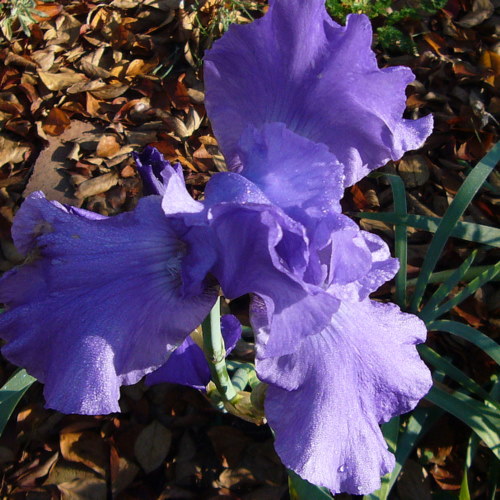 a late (or early) iris - fx01
