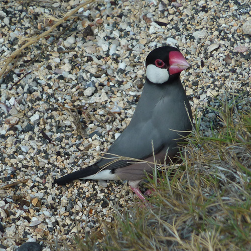 Java Sparrow