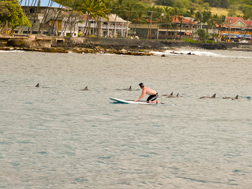 Dolphins everywhere