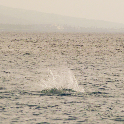 Where the dolphin was