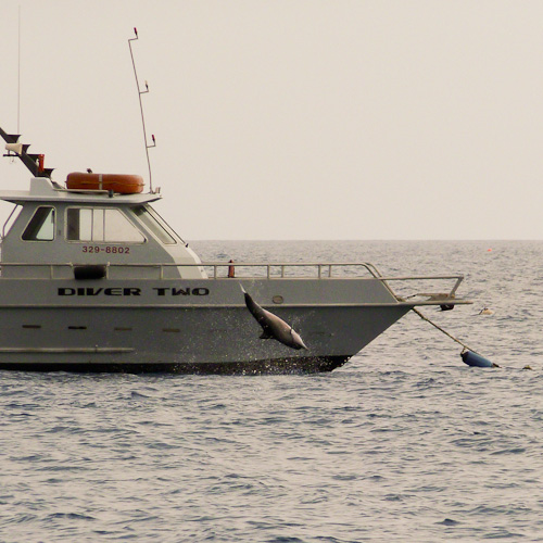 Jumping out by Jack's Old Boat