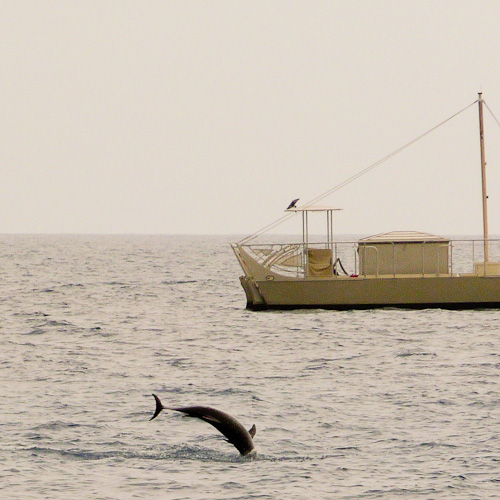 Jumping out by Kalani's strange boat