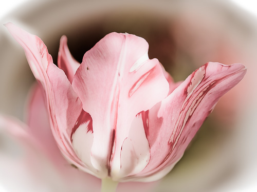 Yet another tulip