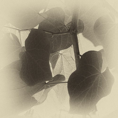 P1020885-Edit