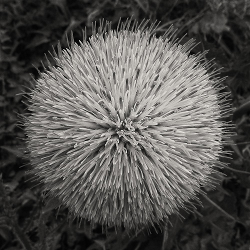 Day 19 - Fuzzy Flower