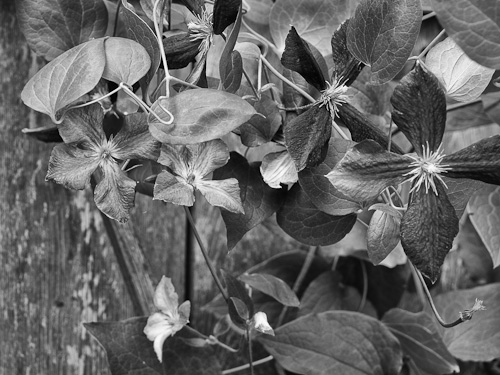 Day 12 - Clematis