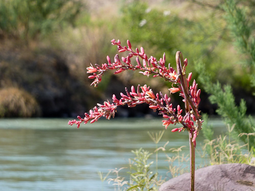 On the Rio Grande