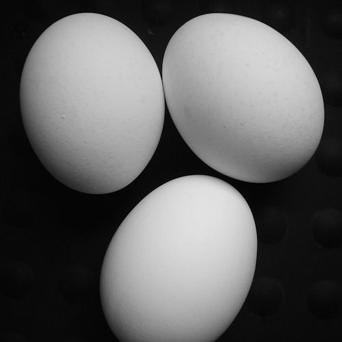 Day 9 - Eggs