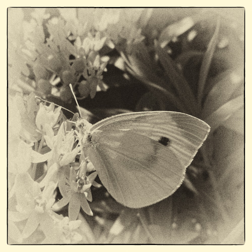 Day 15 Common Sulphur