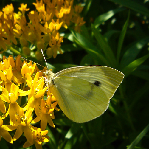Common Sulphur