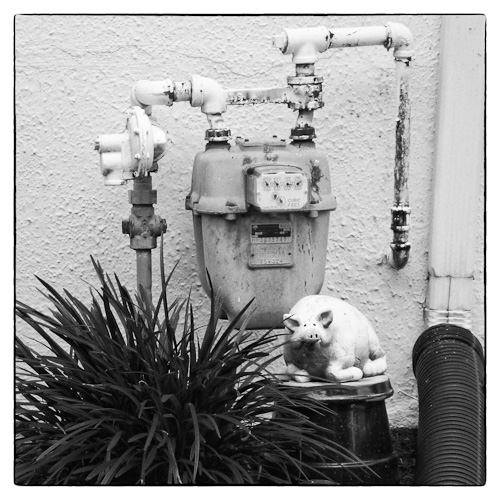 Day 38 - Side Yard Pig