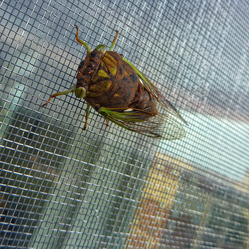 Day 39 - Ordinary Cicada