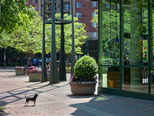 Day 40 - Dog waiting outside Starbucks