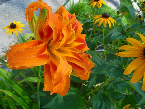 Day 42 - Ordinary Day Lily