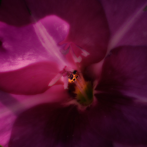 Day 44 - Ordinary Flower, over processed
