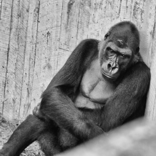 Gorilla