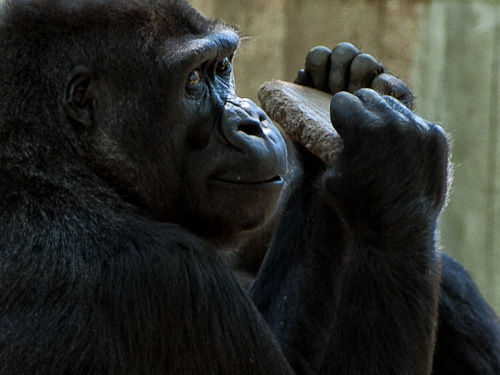 Day 47 - Mother Gorilla having a big cookie