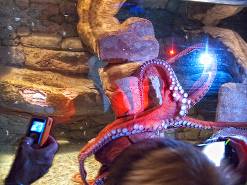 Octavia the Octopus - The National Zoo
