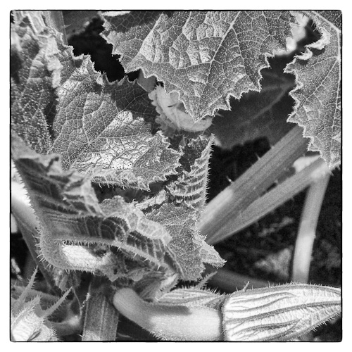 Day 37 - Growing Squash @ Library