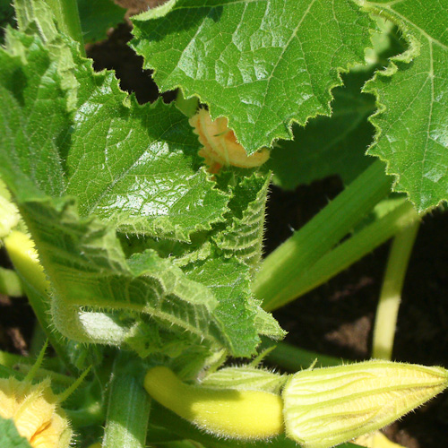 Day 37 - Growing Squash @ Library