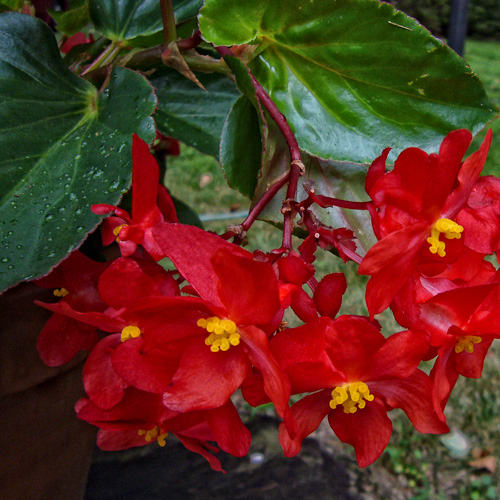 Day 49 - Scarlett Begonias