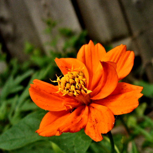 Day 54 - Orange Hot Flower
