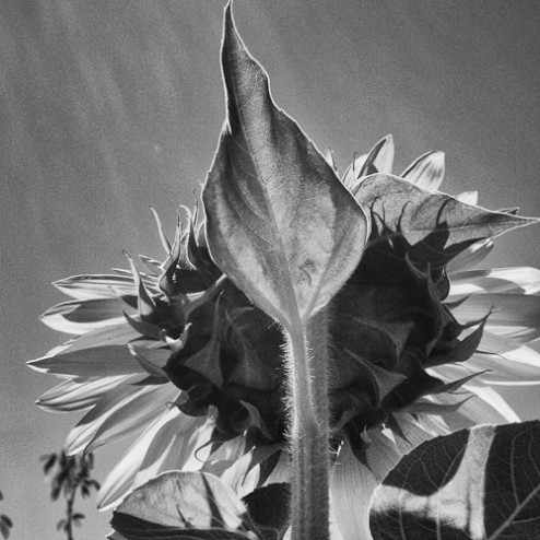 Day 57 - Sun Flower