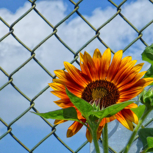 Day 83 - Late Summer Sun Flower