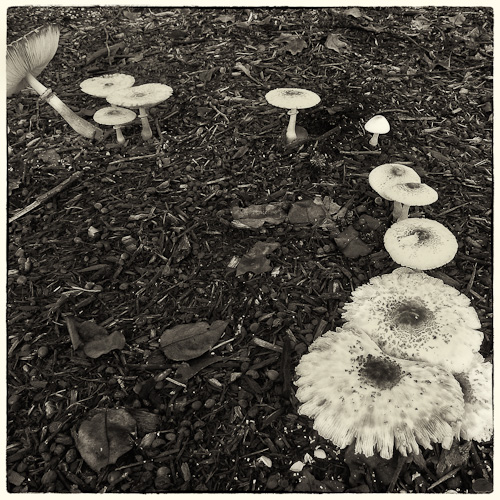 Mushrooms