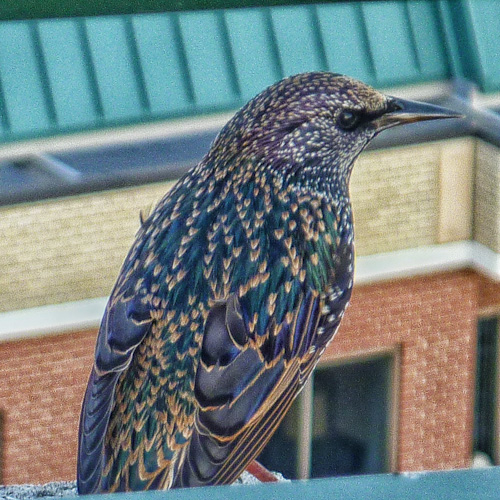 Balcony Starling