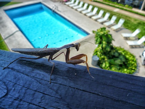 Praying Mantis