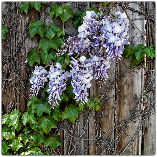 P1110037-Edit