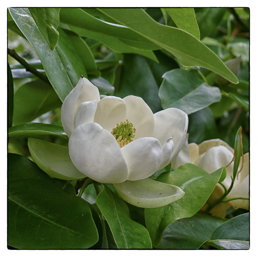 magnolia
