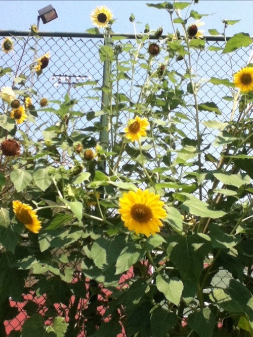 20120716-175056.jpg
