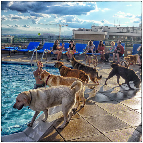 Dog Swim Day