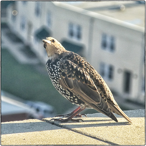 Juvenile Starling