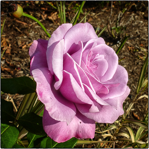 Last Rose of Summer