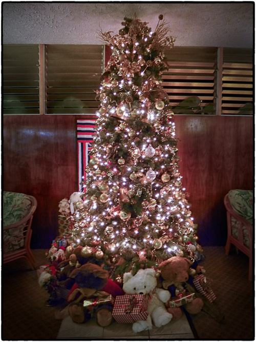 The Kona Seaside Tree