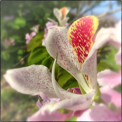 Bauhina Purpurea (Orchid Tree)